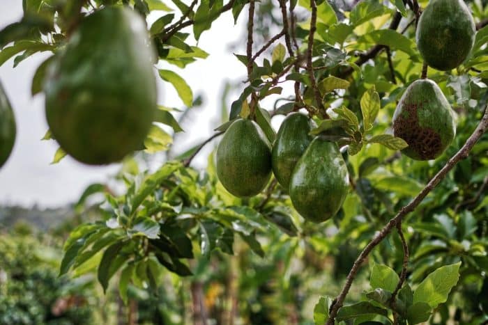 La culture des avocatiers en France : mythe ou réalité ?