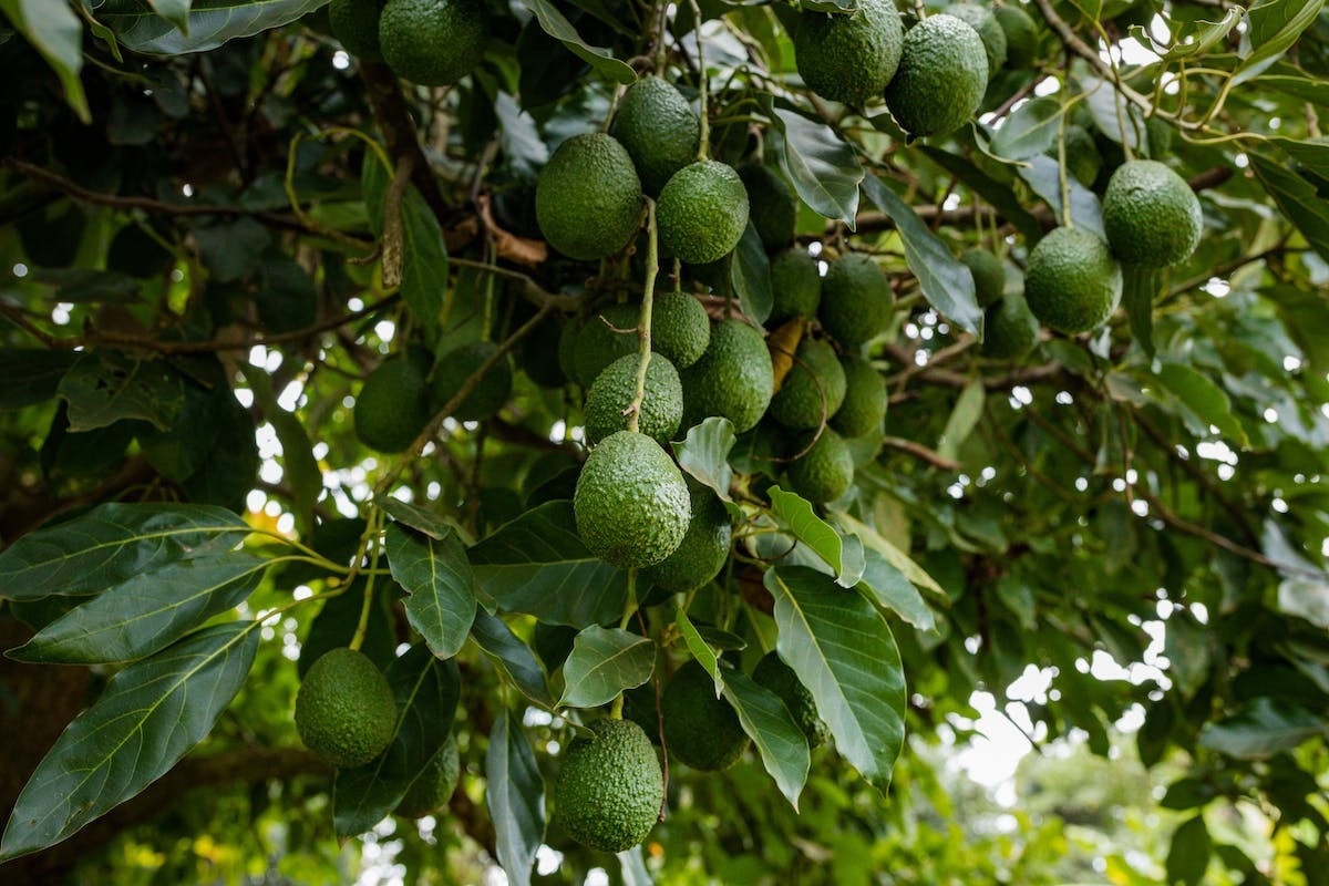 avocatier  france