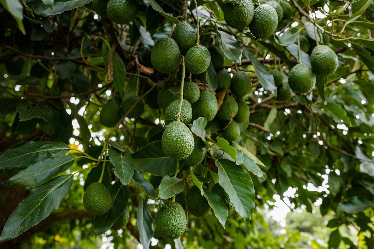 avocatier  france